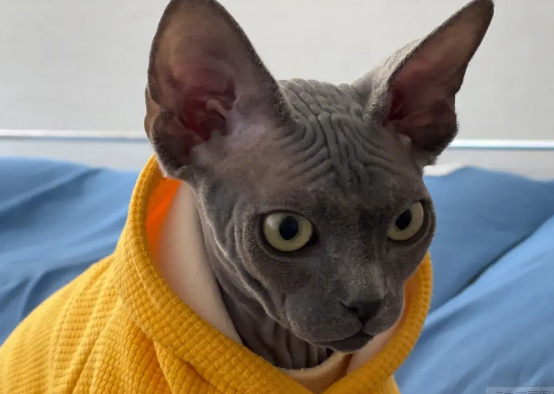 斯芬克斯猫价格多少钱
