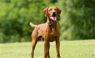 维兹拉犬好养吗