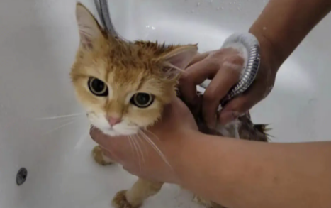 猫倍思沐浴露怎么样? 猫倍思沐浴露怎么样?