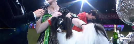 蝴蝶犬在狗展中夺冠,成为全场最佳品种狗! 蝴蝶犬在狗展中夺冠,成为全场最佳品种狗!