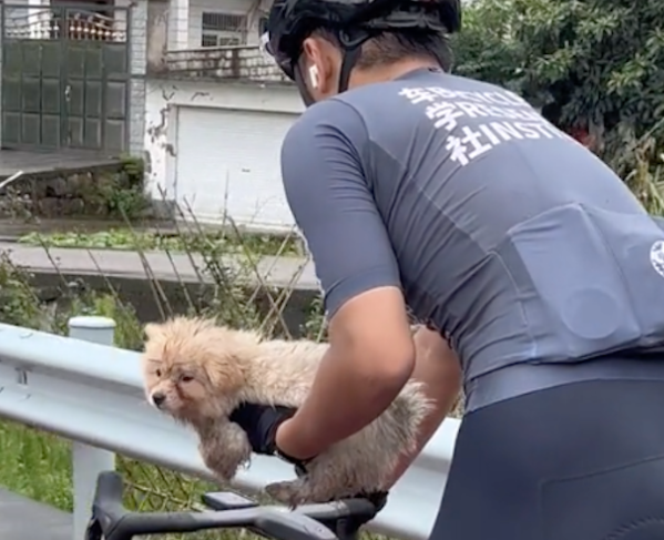 骑车偶遇只流浪狗，它的一个举动让人感叹捡到宝