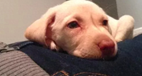 爱犬遭窃，4岁小女孩心碎痛哭：我把最好的朋友弄丢了