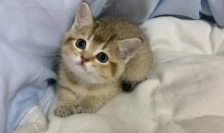 黑金渐层猫是什么品种