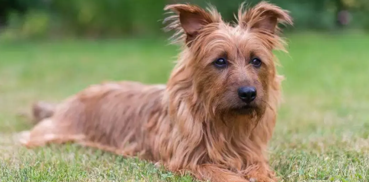 澳大利亚梗犬怎么训练 澳大利亚梗犬怎么训练