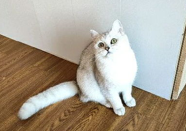 东北猫到底为什么这么便宜?