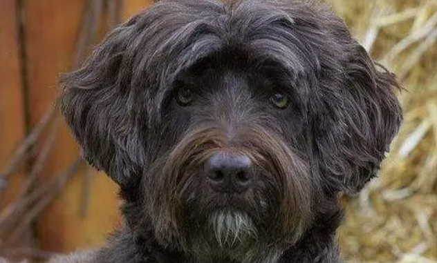 葡萄牙水犬吃什么好 注意钙质的补充 葡萄牙水犬吃什么好 注意钙质的补充