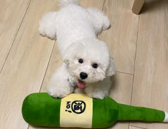 比熊犬劈叉姿势，标准到让网友怀疑有问题，看兽医发现别的问题却笑喷！