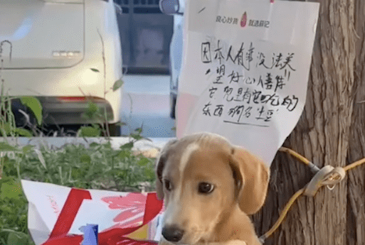 主人没法继续养了，就把狗拴在了树上等好心人捡走，它眼神太可怜