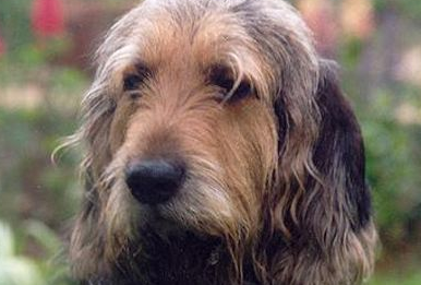 奥达猎犬的性格 侦探猎犬的后裔 奥达猎犬的性格 侦探猎犬的后裔