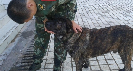 军营中那些与战士同等待遇的“军犬”