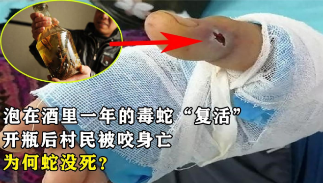 毒蛇泡在酒里一年，还能够咬伤人，难道蛇能够死而复生吗？