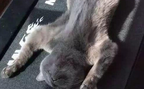 蓝猫被做成“猫皮”，主人看了瞬间崩溃，事实证明猫确实是液体的