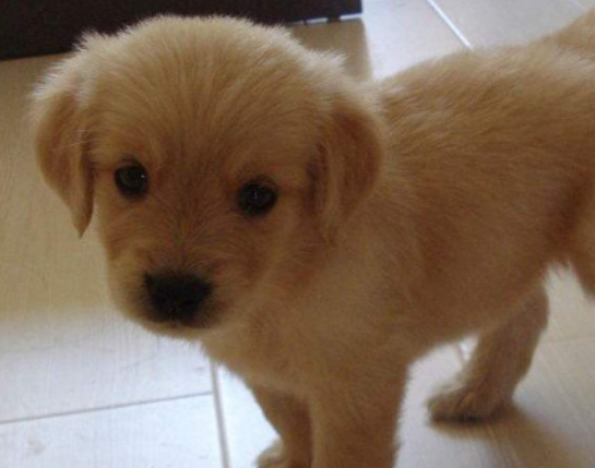 刚出生的金毛幼犬怎么喂养