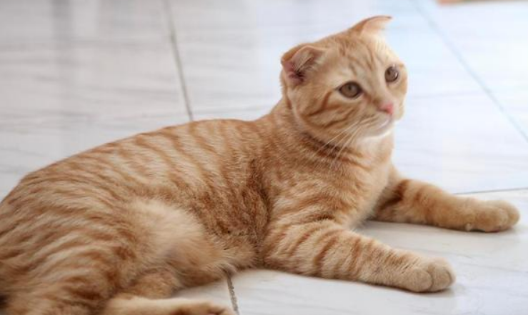 橘猫欺负三花猫生了四只“小奶猫”,主人一回家就给她带来大惊喜 橘猫欺负三花猫生了四只“小奶猫”,主人一回家就给她带来大惊喜