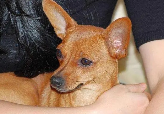小鹿犬嘴巴尖好还是圆好 小鹿犬嘴巴尖好还是圆好