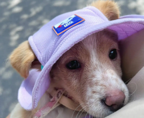 狗戴上帽子，还是畜牲！极端爱狗人士已经成为社会文明发展的阻力