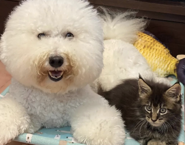 比熊犬喜欢去猫砂盆上厕所，网友笑喷：这是“熊猫”？
