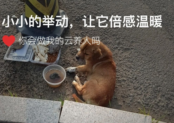 狗狗车祸后遭丢弃,绝望看主人离开 狗狗车祸后遭丢弃,绝望看主人离开