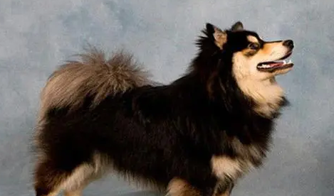 芬兰拉普猎犬好养吗?选择合适的狗粮 芬兰拉普猎犬好养吗?选择合适的狗粮