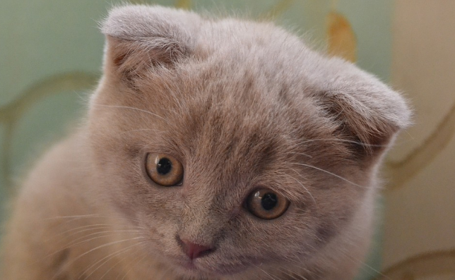 折耳猫发病后能活多久 折耳猫发病后能活多久