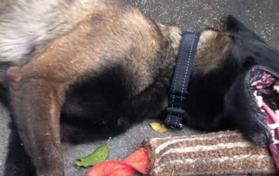 刚训练完的警犬诠释什么叫“累成狗” 网友看到心疼：辛苦了