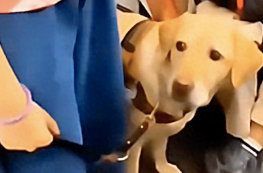 导盲犬没能帮主人找到座位,一脸愧疚的看着主人 导盲犬没能帮主人找到座位,一脸愧疚的看着主人