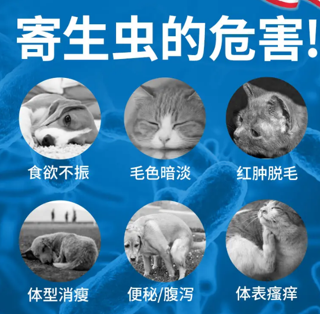 猫咪驱虫看这里！优曼内外驱虫药测评！