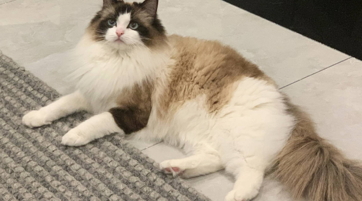 布偶猫多大最好看 布偶猫多大最好看