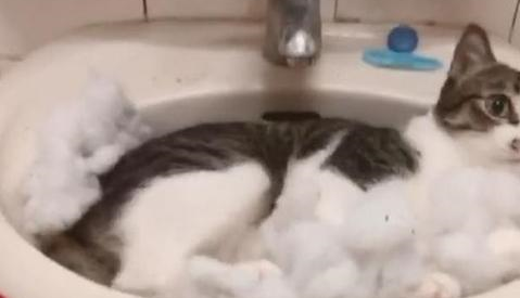 猫咪主动躺进洗手台,超级享受泡泡浴,感觉喵生已经到达了巅峰 猫咪主动躺进洗手台,超级享受泡泡浴,感觉喵生已经到达了巅峰