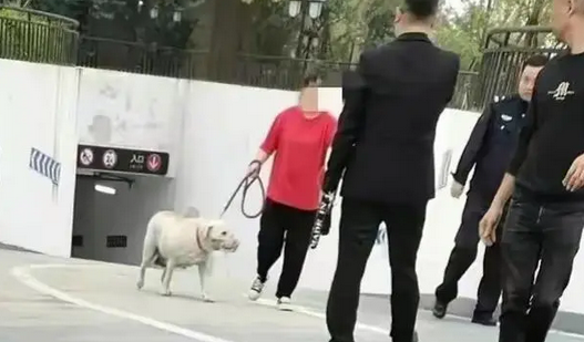 成都狗咬女童事件,白狗主人已道歉,黑狗被控制,主人疑似是女生 成都狗咬女童事件,白狗主人已道歉,黑狗被控制,主人疑似是女生