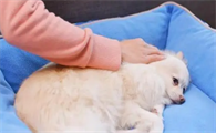 狗抽搐怎么急救
