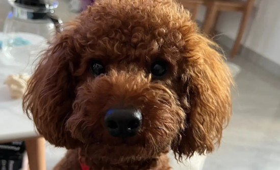 泰迪犬到底做错了什么？从“万人迷”，差点变成“过街老鼠”！
