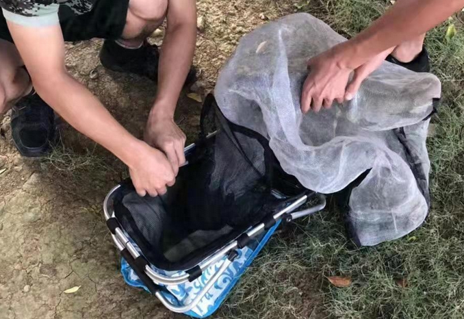 热门宠物弃养背后，消费者冲动性购买，专家：随意丢弃可能涉嫌犯罪