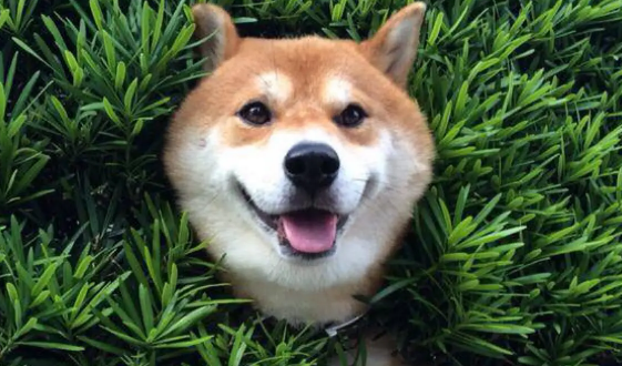 柴犬是中型犬还是小型犬