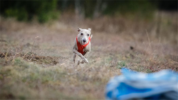 意大利灰狗怎么养？该犬营养需求较高