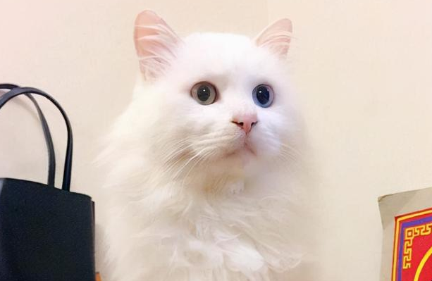 狮子猫为什么这么便宜