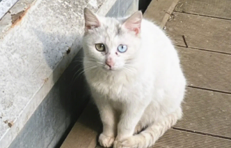 为什么异瞳猫都被扔掉
