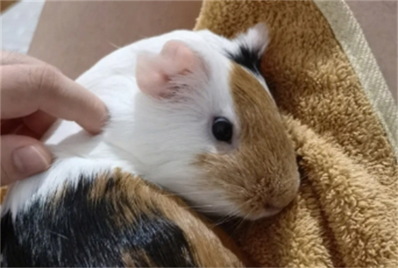 荷兰猪什么举动是认主了 荷兰猪什么举动是认主了