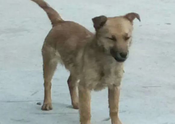 土狗一黑二黄三花四白什么意思