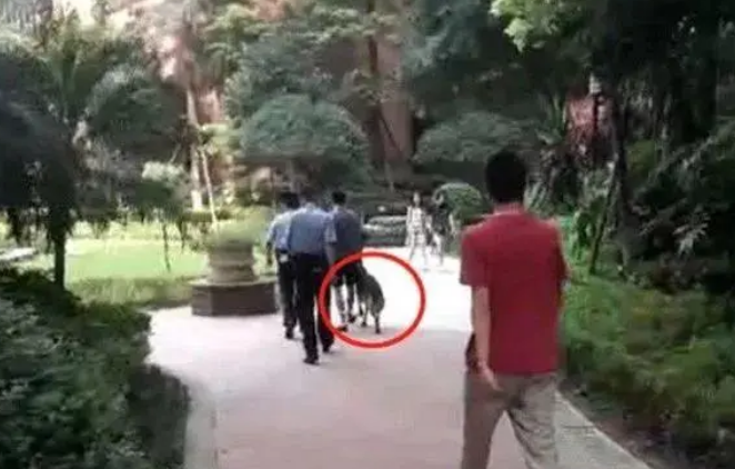 恶犬伤人难治理,要不要推广“养狗人黑名单”? 恶犬伤人难治理,要不要推广“养狗人黑名单”?