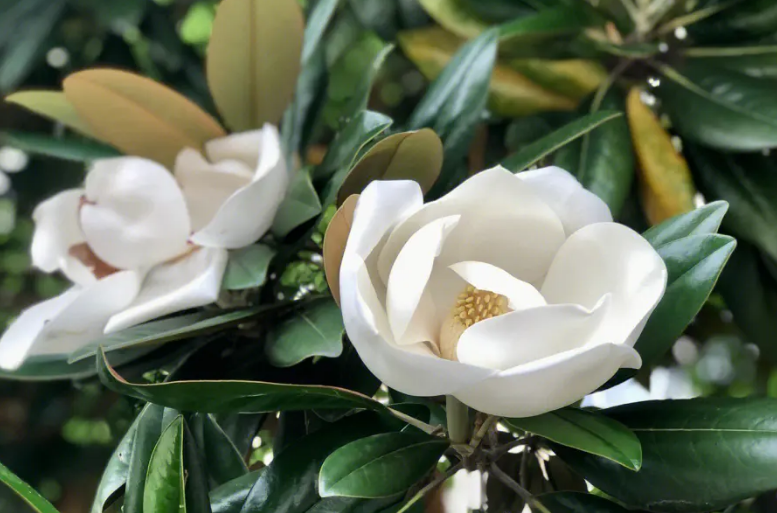 广玉兰花的寓意和象征