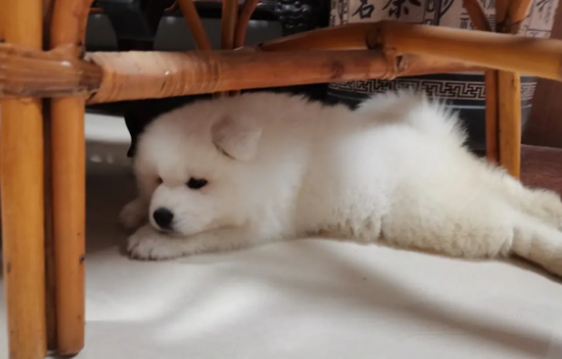 小萨摩多少钱