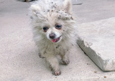 流浪博美犬遭到虐待，满身伤痕极度怕人