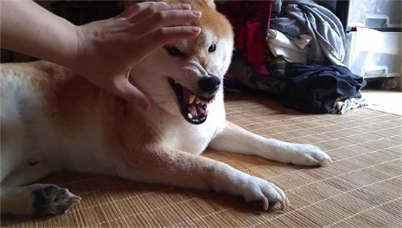 流浪狗处置不当须查明,但犬只管理更要坚持 流浪狗处置不当须查明,但犬只管理更要坚持