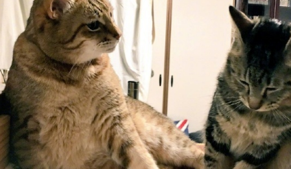 主人让橘猫锻炼，橘猫撒娇：那个哑铃这么大，我的手手会折断的！