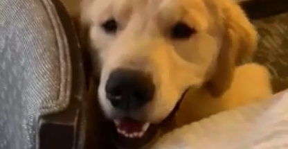 狗狗也想躺床上,一脸委屈靠着床边,太可怜了快满足它吧 狗狗也想躺床上,一脸委屈靠着床边,太可怜了快满足它吧