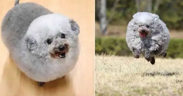 酷似小绵羊，想拥有一只这样的贵宾犬