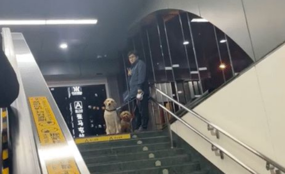 男友带着两只狗接自己下班，当摇起尾巴的那刻，幸福感爆棚