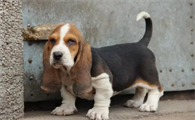 巴吉度猎犬好养吗？性格温顺喜黏人