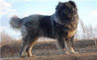 高加索犬图片价格